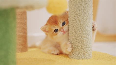Cute Little Chubby Kitten Youtube