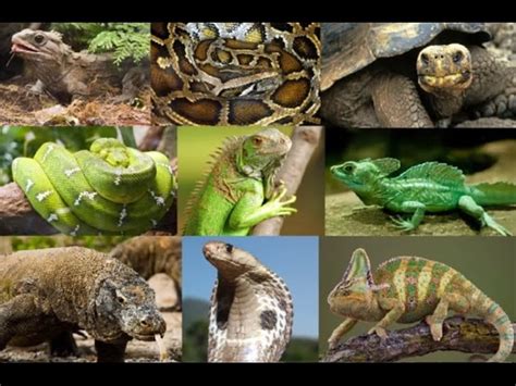 15 Amazing Facts About Reptiles Reptile Keeper