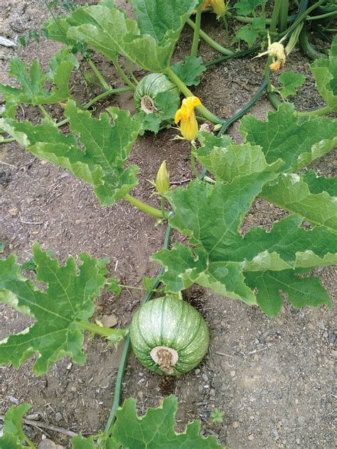 Grow Some Winter Squash This Year Backwoods Home Magazine