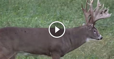 Joe Franz Record Buck — Largest Whitetail Taken On Video Getzone