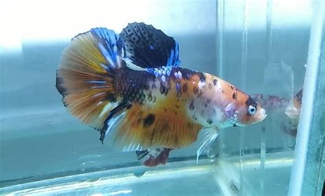 Pet betta fish for sale (siamese fighting fish). Koi Giant Betta Fish For Sale - Center of betta fish for sale