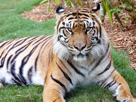What family does the sumatran tiger belong to? Sumatran Tiger Facts, Range, Habitat, Diet, Lifespan, Images