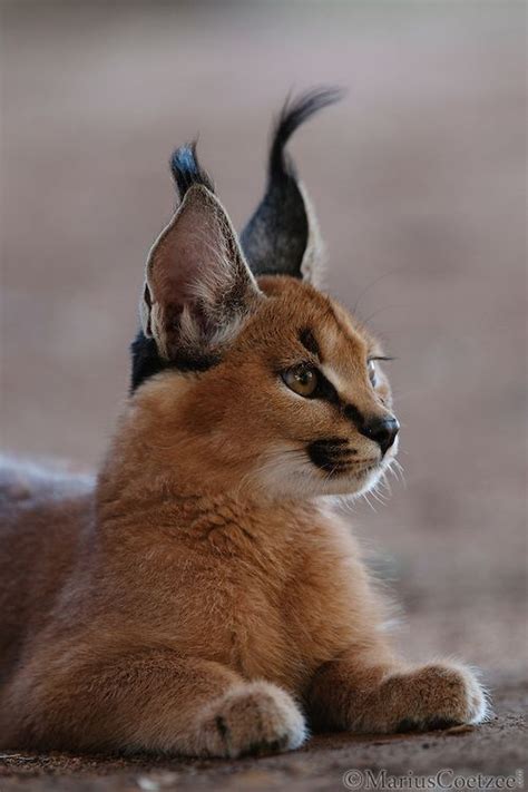 Bitte, bitte , erst den text lesen, bevor man sein unverständnis in unsinnige, aggressive und haltlose kommentare verfasst !!!!!in diesem film: Pin von Helmut Geiger auf GATOS grandes / big cats ...
