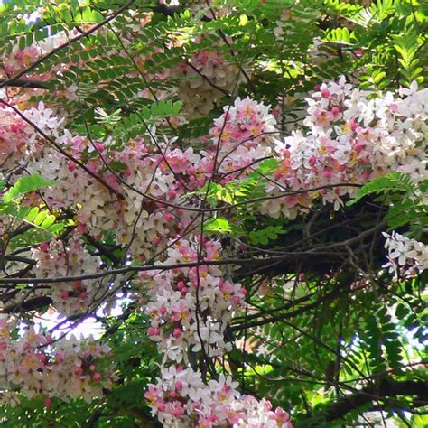 Angiosperms can found in most habitats from forests, grasslands, sea margins and even deserts. CASSIA grandis | Flowering trees, Deciduous trees, Cassia