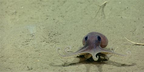 These Itty Bitty Octopi Have 8 Arms Infinite Cuteness Huffpost