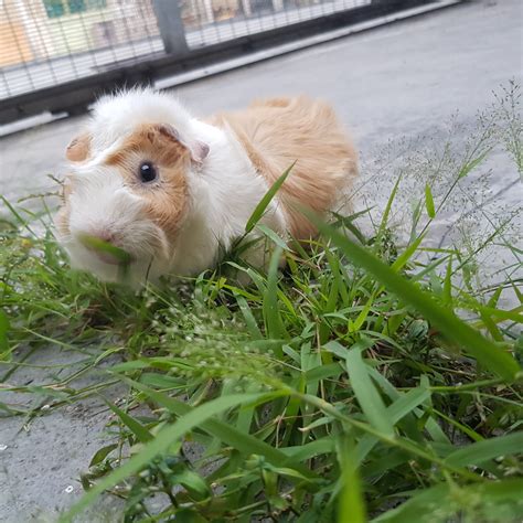 Guinea Pig Small And Furry Adopted 5 Years 4 Months Pig Pig From Kl