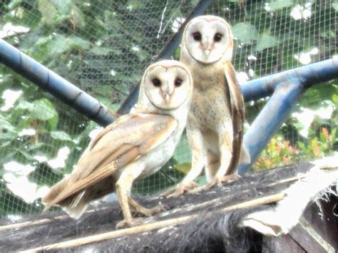 Tyto is a genus of birds consisting of true barn owls, grass owls and masked owls that collectively make up all the species within the subfamily tytoninae of the barn owl family, tytonidae. BPP PAKIS AJI JEPARA: Tyto Alba Sahabat Petani