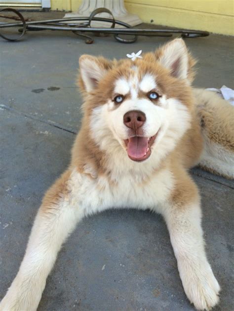 Its My Beautiful Girl Foxy Wooly Siberian Husky Husky Pet Siberian