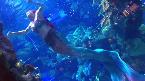 Real Life Little Mermaid Swims In Aquarium Youtube