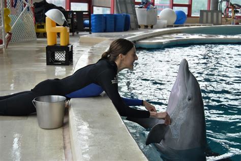Career As A Marine Mammal Trainer Careerguide