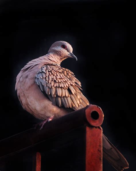 Spotted Dove 8 Free Stock Photo Public Domain Pictures