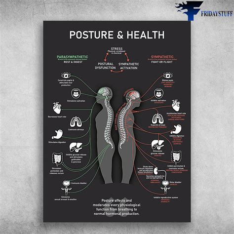Chiropractic Poster Posture And Heath Parasympathetic Rest And