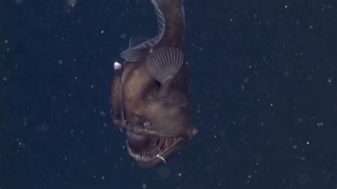 Finding Nemo Monster Is Real Rare Black Seadevil Caught On Video — Rt