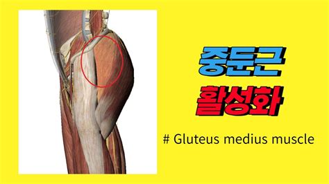 중둔근 Gluteus Medius Muscle Activation Youtube