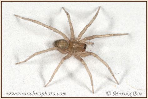 Tegenaria Domestica Arachnophoto Spiders Of Europe