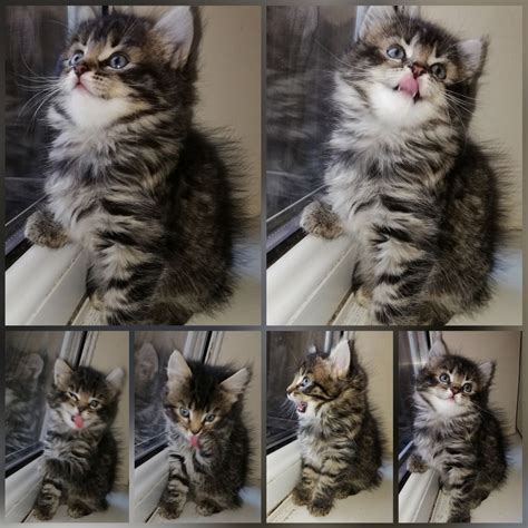 Check back regularly for upcoming maine coon kittens for sale, available from our colossal cats cattery in tampa, fl. Maine Coon Cats For Sale | Texas City, TX #285630