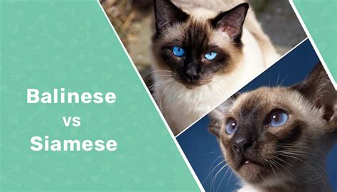 Balinese Vs Siamese Cat Whats The Difference With Pictures