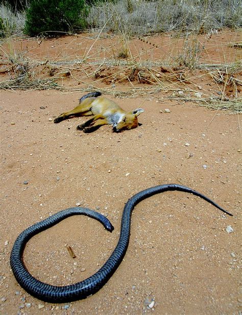 Australia's sole supplier of vision reptile racks. king brown snake australia | king brown snake australia ...