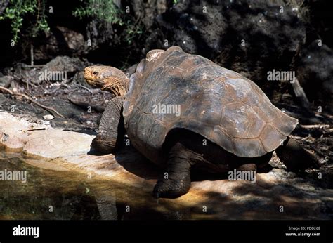 Diego Male Giant Tortoise From The Charles Darwin Research Center On Santa Cruz Island