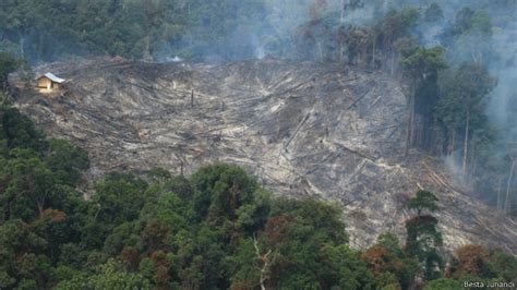 Awal Juli ‘pembakaran Hutan Dan Lahan Di Riau Melonjak Drastis Bbc