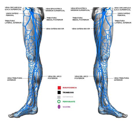 AnatomÍa Venas Mi Tattoos Human Leg Workout Exercises Tatuajes