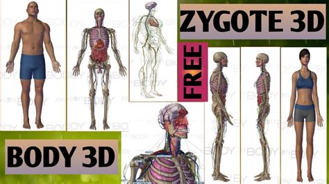 Zygote Body 3d Youtube