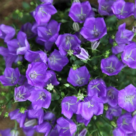 Purple Campanula Florabundance Wholesale Flowers