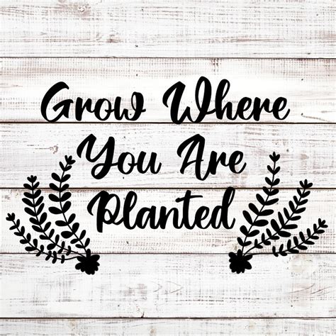 Grow Where You Are Planted Plant Svg Cricut Cut File Silhouette Cut
