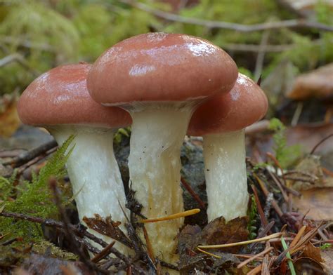 Wild Mushrooms Of The Pacific Northwest Kitsap Peninsula Mycological