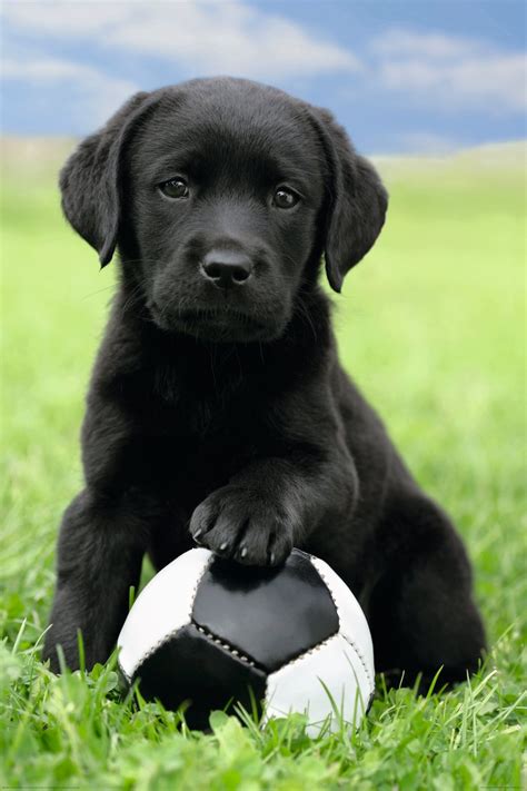 If you're looking for puppies, you've come to the right place! 25 Cute Labrador Retriever Puppies Pictures And Images