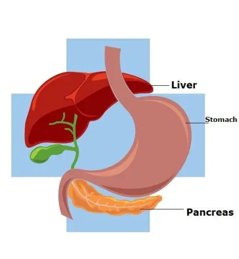 Pancreatic Enzymes List And Their Function In The Digestion