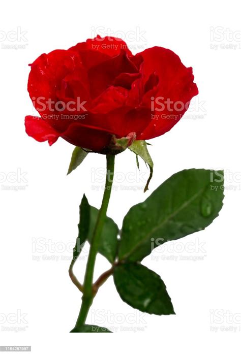 Beautiful Red Roses Isolated With Clipping Paths Stock Photo Download