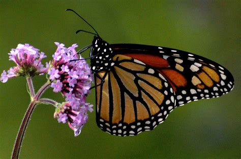 monarch butterfly | monarch butterfly on pink flower ...