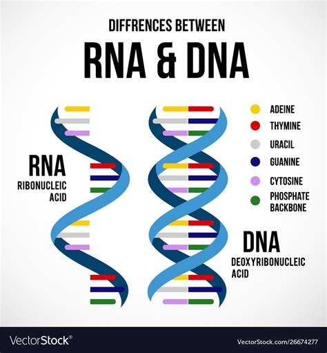 Differences Between Dna And Rna Scientific Icon Vector Image