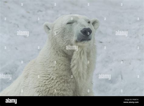 Polar Bear Portrait Ursus Maritimus Stock Photo Alamy