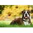 Boxer Dog Names  Popular Male And Female Wag