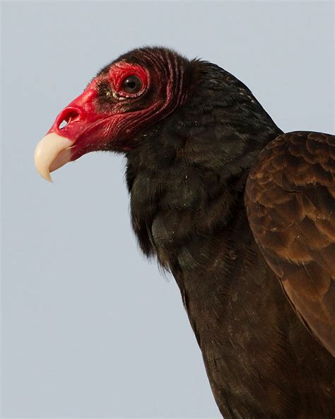 Turkey Vulture Cathartes Aura New World All Birds Birds Of Prey