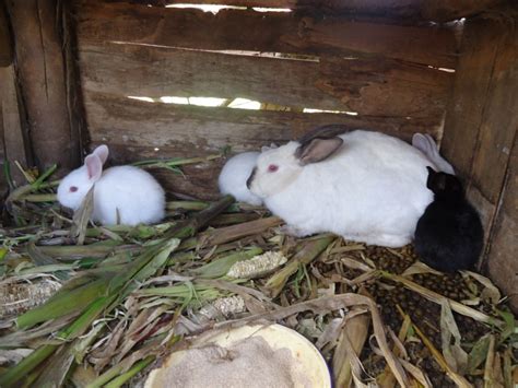 Jun 06, 2021 · rabbit farming, otherwise known as cuniculture, has gradually gained prominence in nigeria over the years. Farming God's Way | World Renew