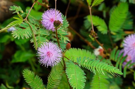 Shameplant Mimosa Pudica Care Guide And Propagation