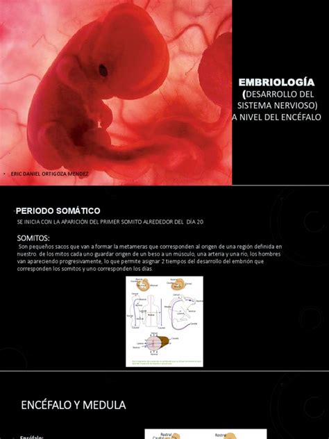 Embriología Desarrollo Del Encefalo Pdf Cerebro Biología