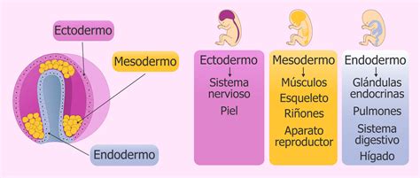¿qué Son Las Capas Germinativas Embrionarias Curiosoando