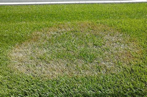Seeing Brown Spots In Your Yard Millikens Irrigation And Lawn