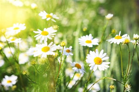 White Camomile Flowers On Green Meadow On Hill On Blurred Background Of
