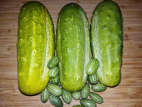 First Try Growing Cucumbers Gardening