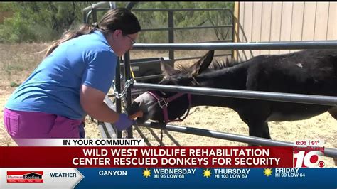 Wild West Wildlife Rehabilitation Center Rescued Two Donkeys For