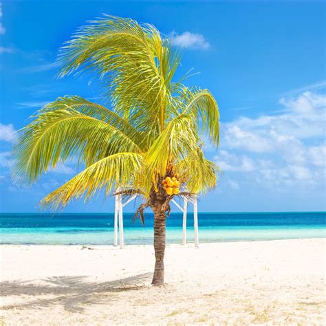 Coconut Palm Trees On A Sunny Day At A Cuban Beach Stock Photo Image