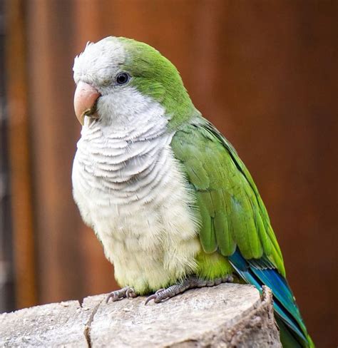 Quaker Parakeet Parakeet Parrot Budgies