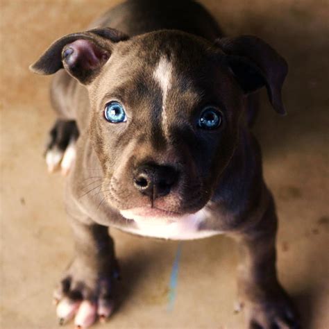 Blue Nose Pit Bull Puppy Bella But More Like Blue Eyed Beauty