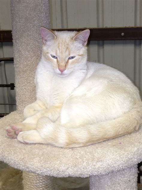 Flamepoint Siamese Zimme Pretty Cats Siamese Cats Beautiful Cats