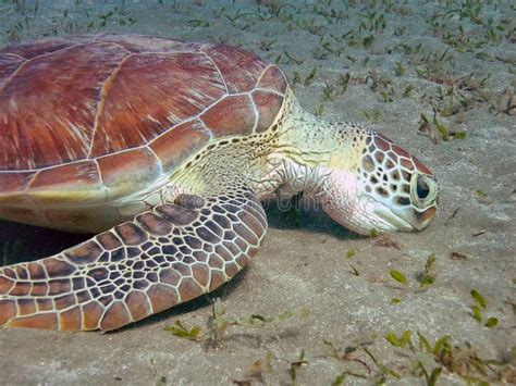 Hawksbill Turtle Eretmochelys Imbricata Stock Image Image Of Ocean